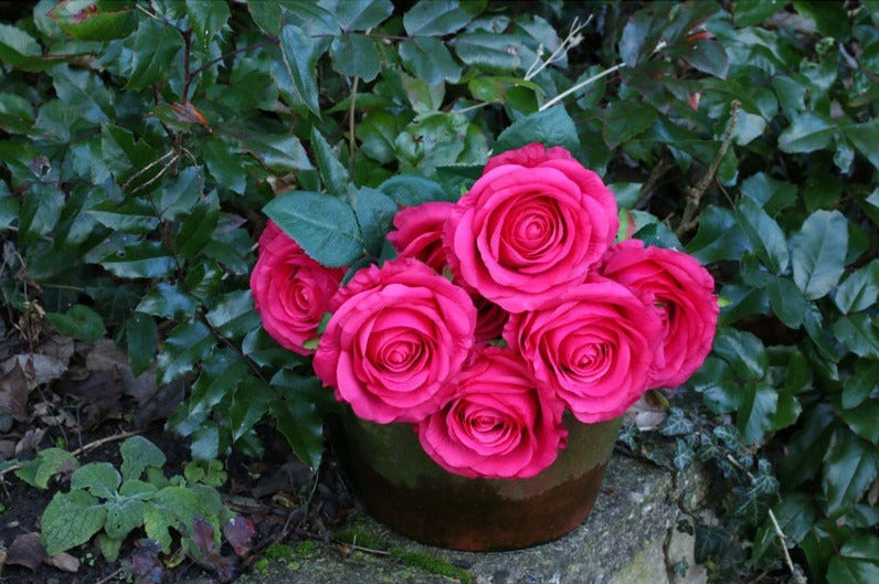 Rose Bunch Fuschia