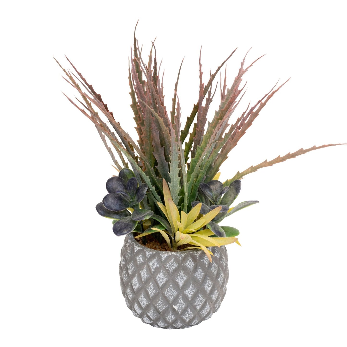 Succulents in Small Lattice Design Grey Pot-4