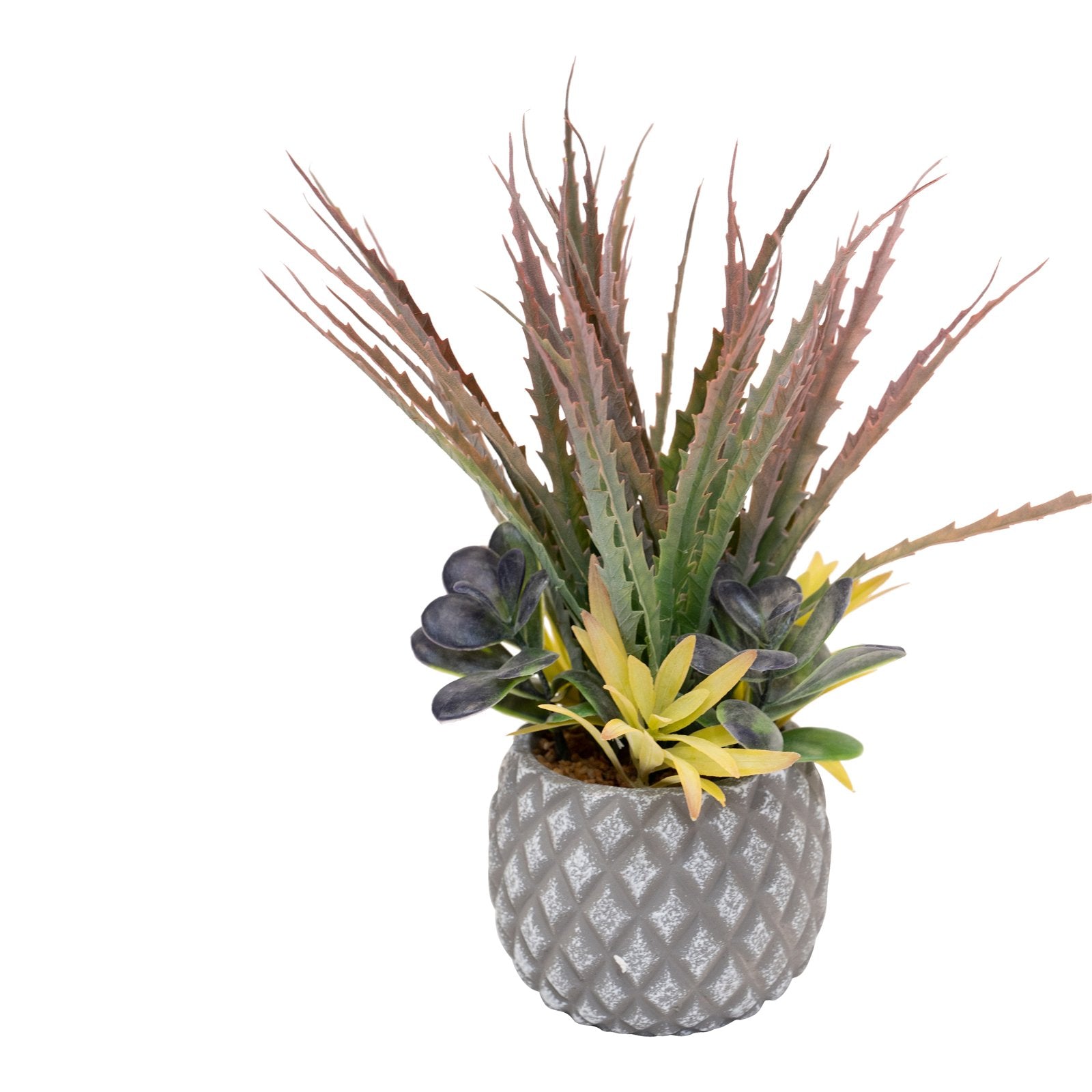 Succulents in Small Lattice Design Grey Pot-1