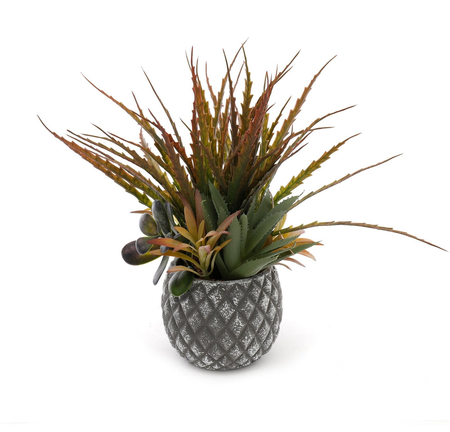 Succulents in Small Lattice Design Grey Pot-0