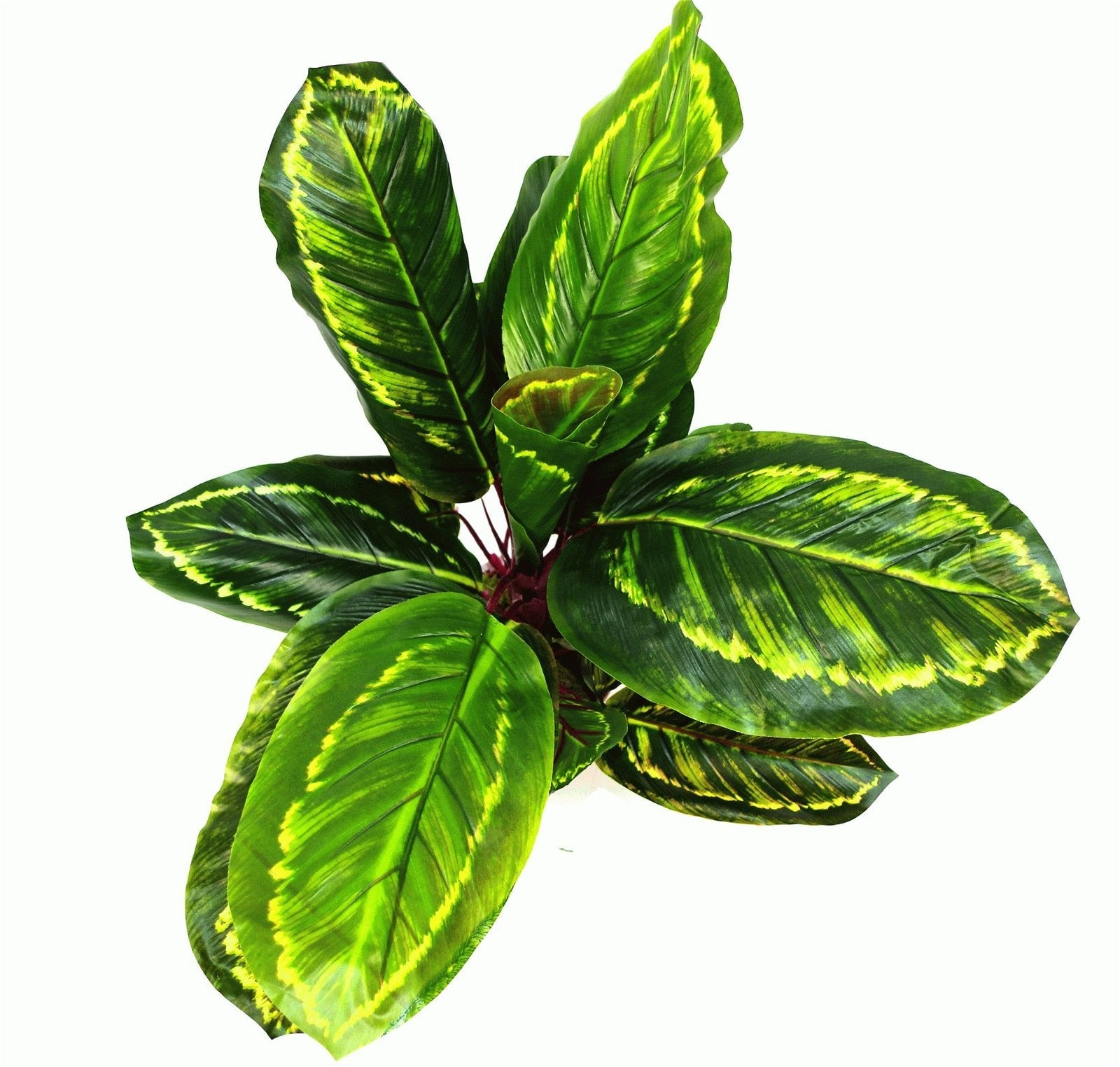 Artificial Medium 50cm Calathea Veitchiane Plant-4