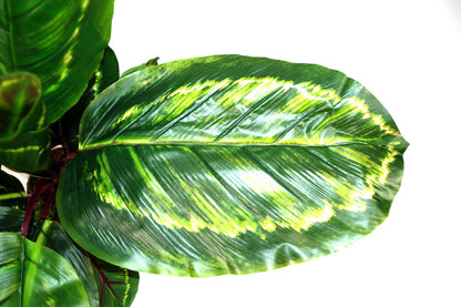 Artificial Medium 50cm Calathea Veitchiane Plant-3