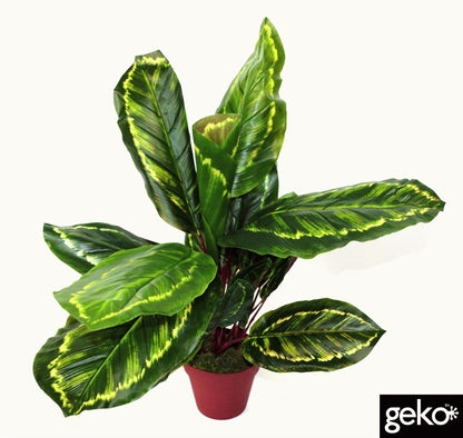 Artificial Medium 50cm Calathea Veitchiane Plant-0