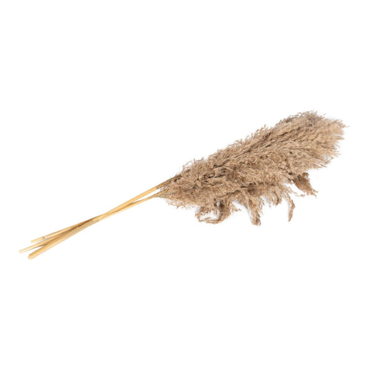 Naturally Dried Pampass Grass Stem 79cm-0