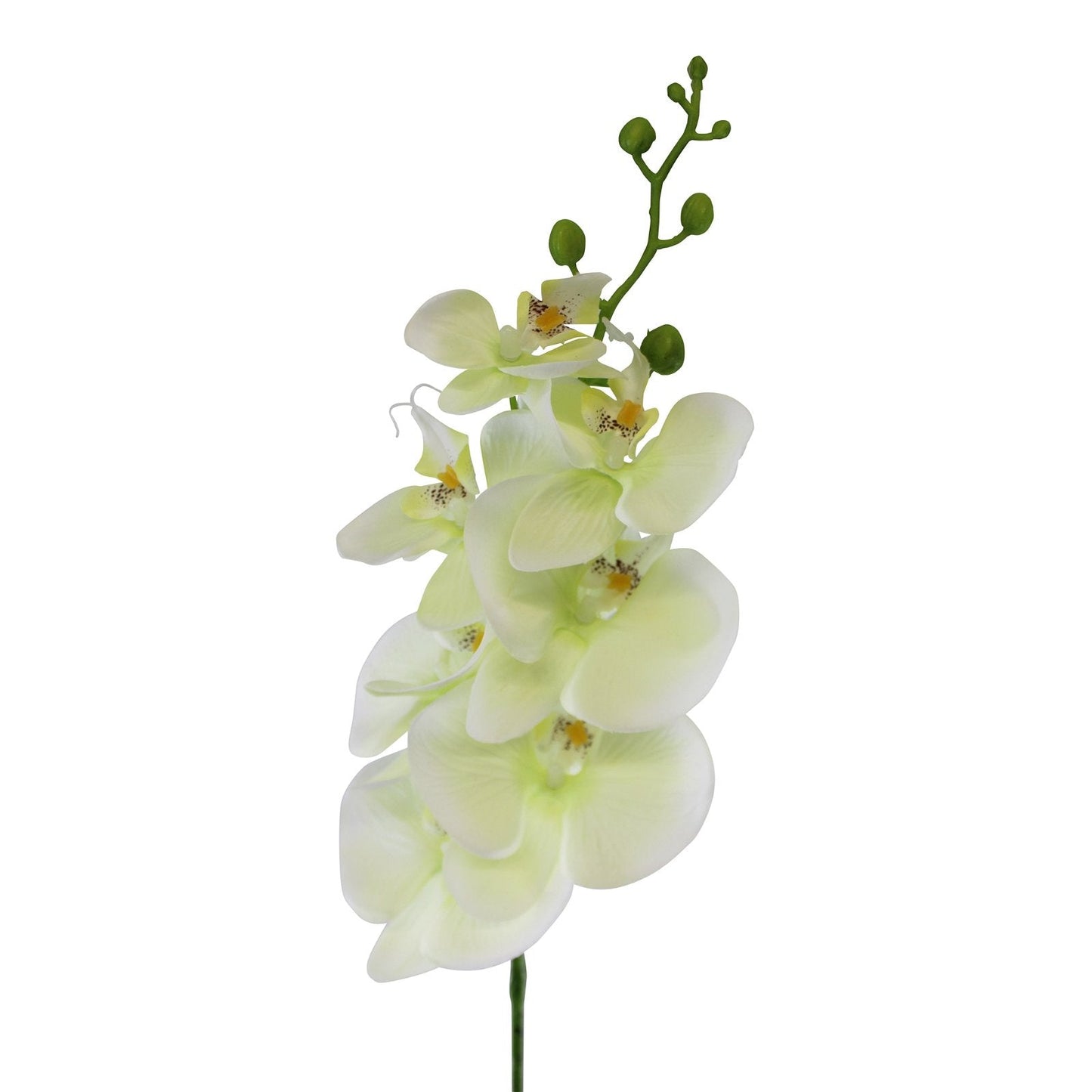 Single Orchid Spray, Cream Flowers, 85cm-2