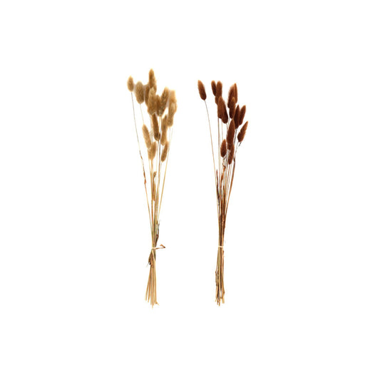 Set of Two Natural Dried Lagarus Bouquets in Cream & Brown-0