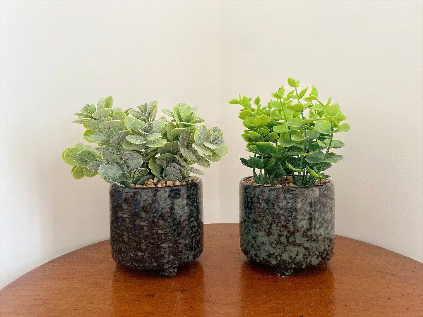 Set Of Two Succulent In Glazed Pots-1