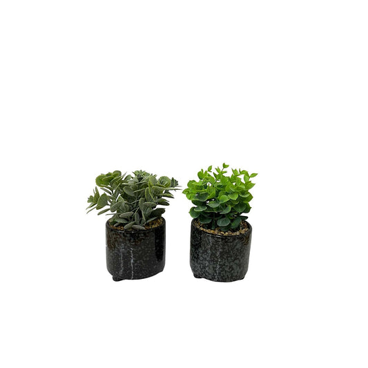 Set Of Two Succulent In Glazed Pots-0