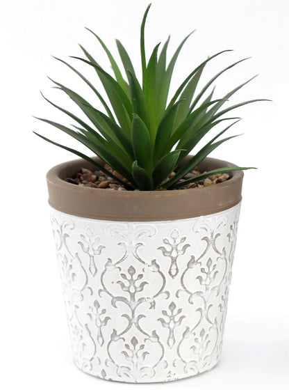 Green Succulent In White Terracotta Pot-2