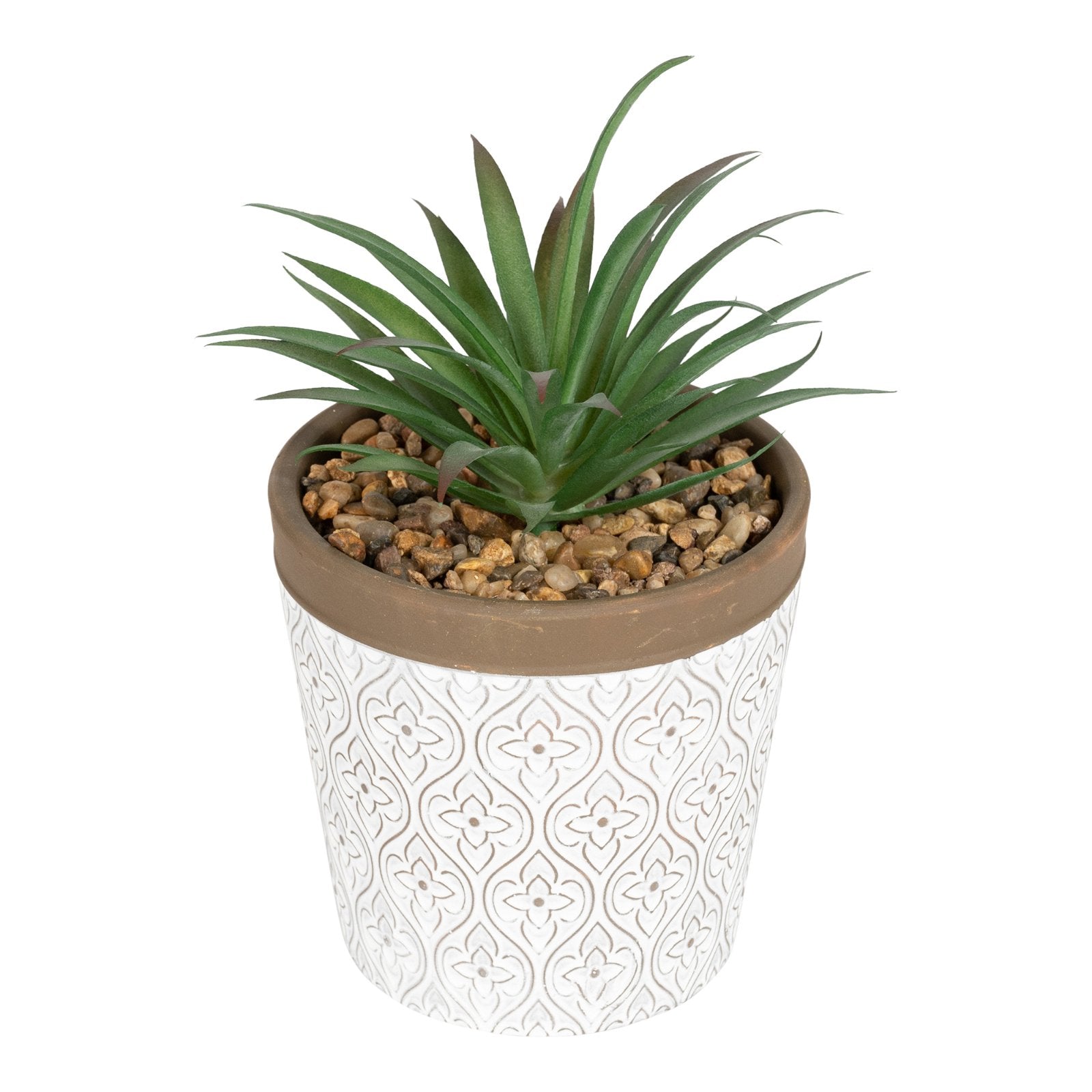 Green Succulent In White Terracotta Pot-0