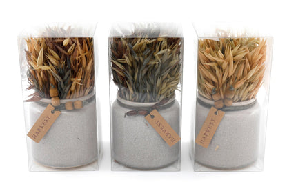 Set of 3 Dried Grasses In Ceramic Pots-0