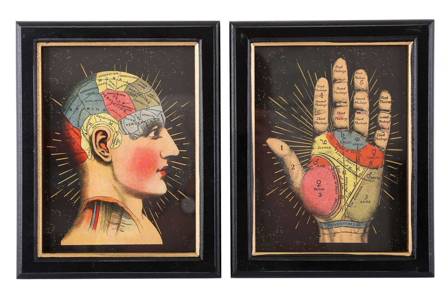 Set of 2 Phrenology Framed Prints 25cm-0