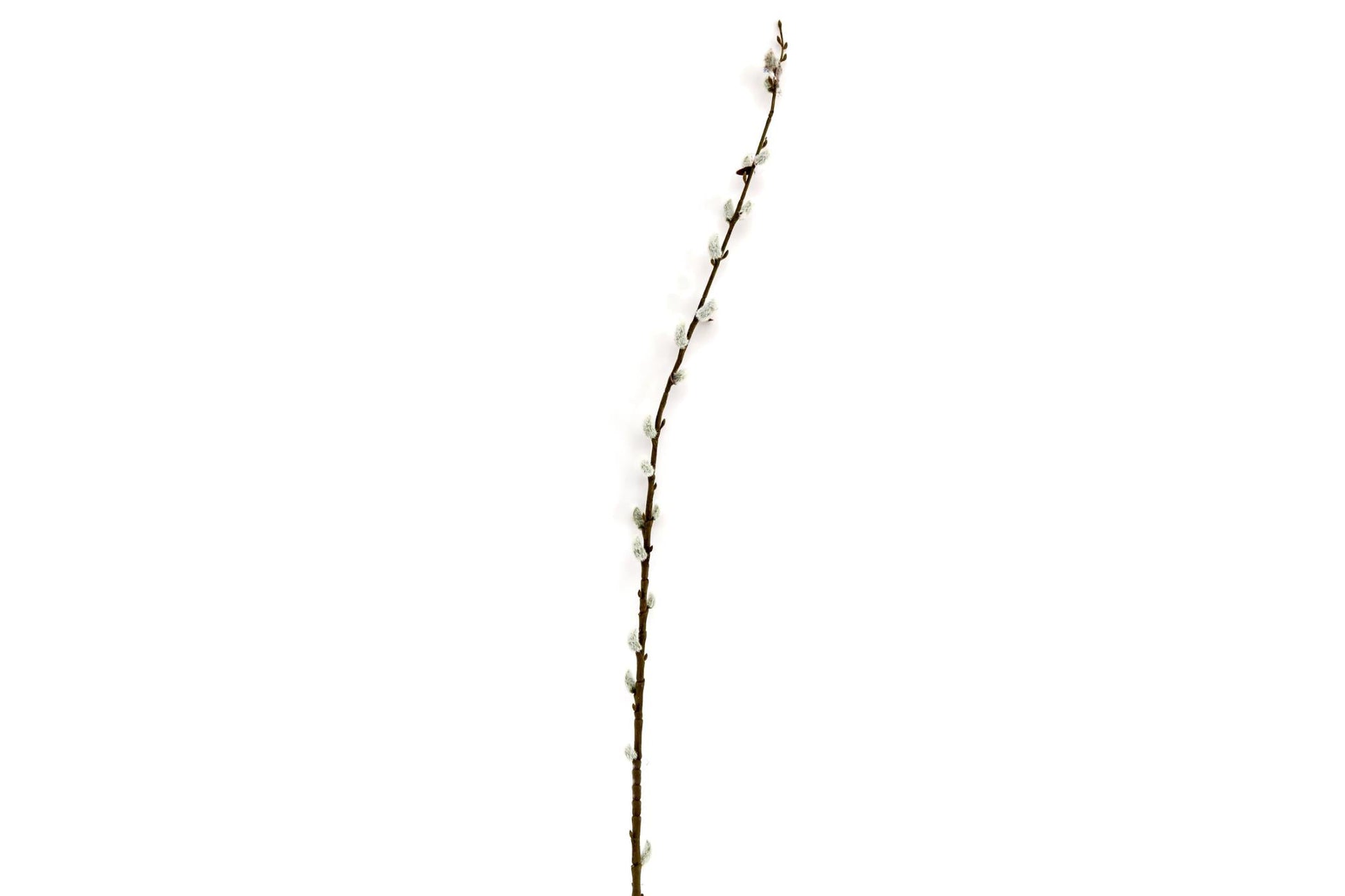 Pussy Willow Stem-0