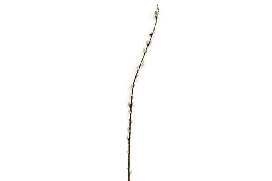 Pussy Willow Stem-0