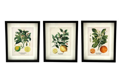 Set of Three Citrus Picture Frames-0