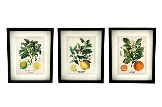 Set of Three Citrus Picture Frames-0