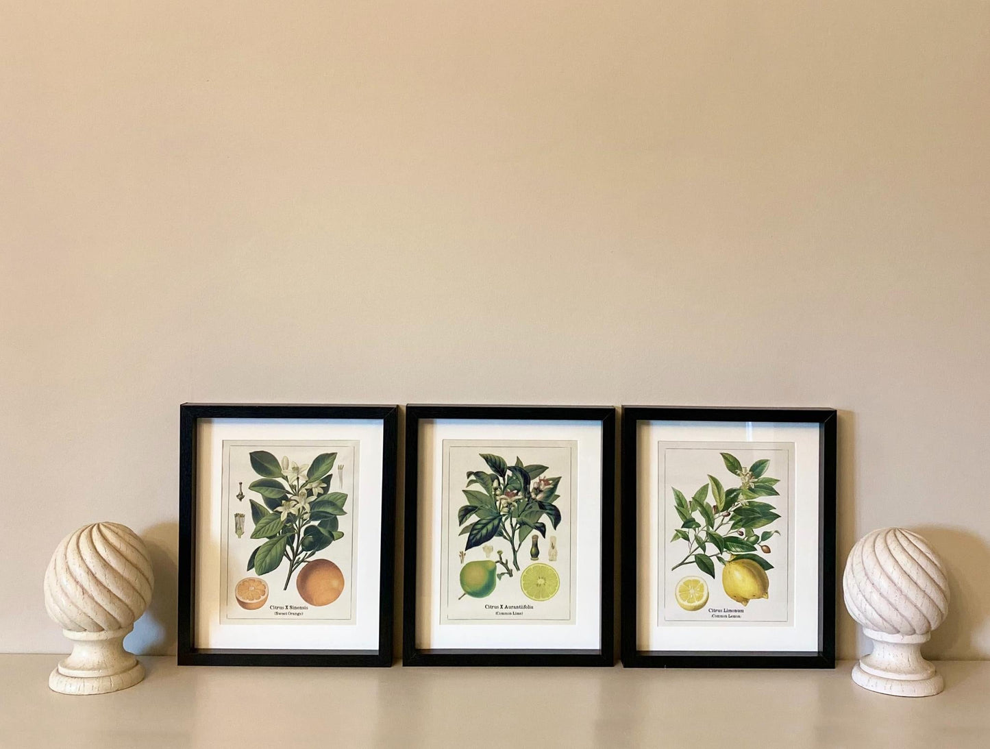 Set of Three Citrus Picture Frames-1