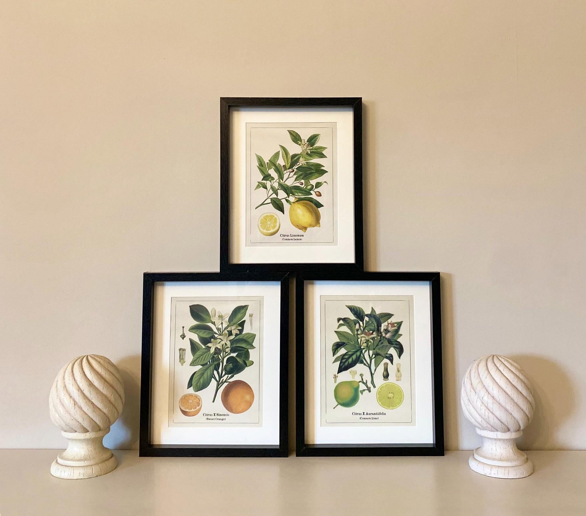 Set of Three Citrus Picture Frames-2