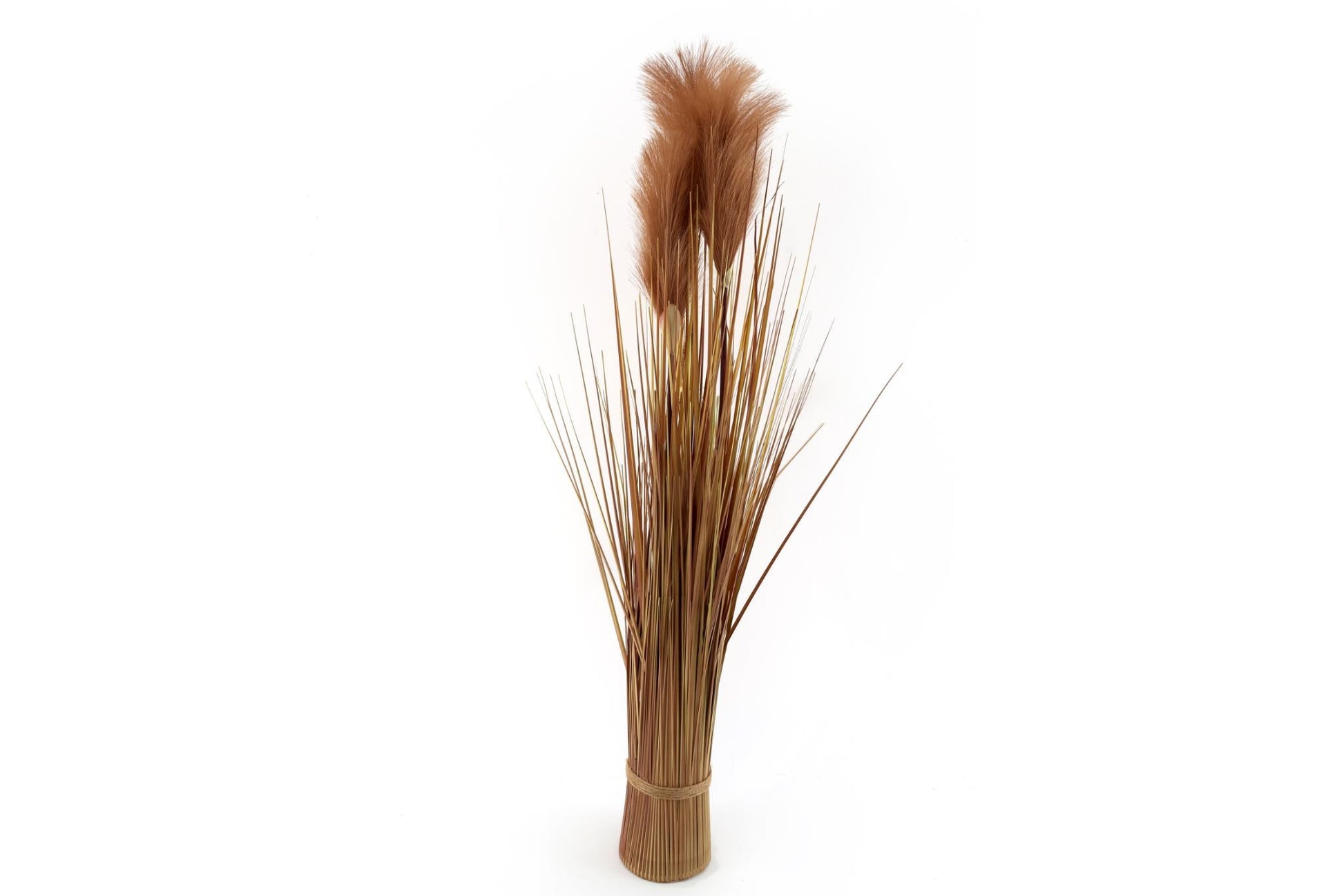 Natural Dried Pampas-4