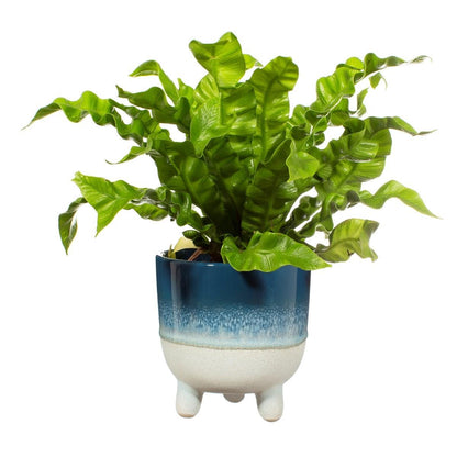 Mojave Glaze Blue Large Planter-1