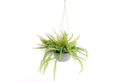 Hanging Fern In Pot-0