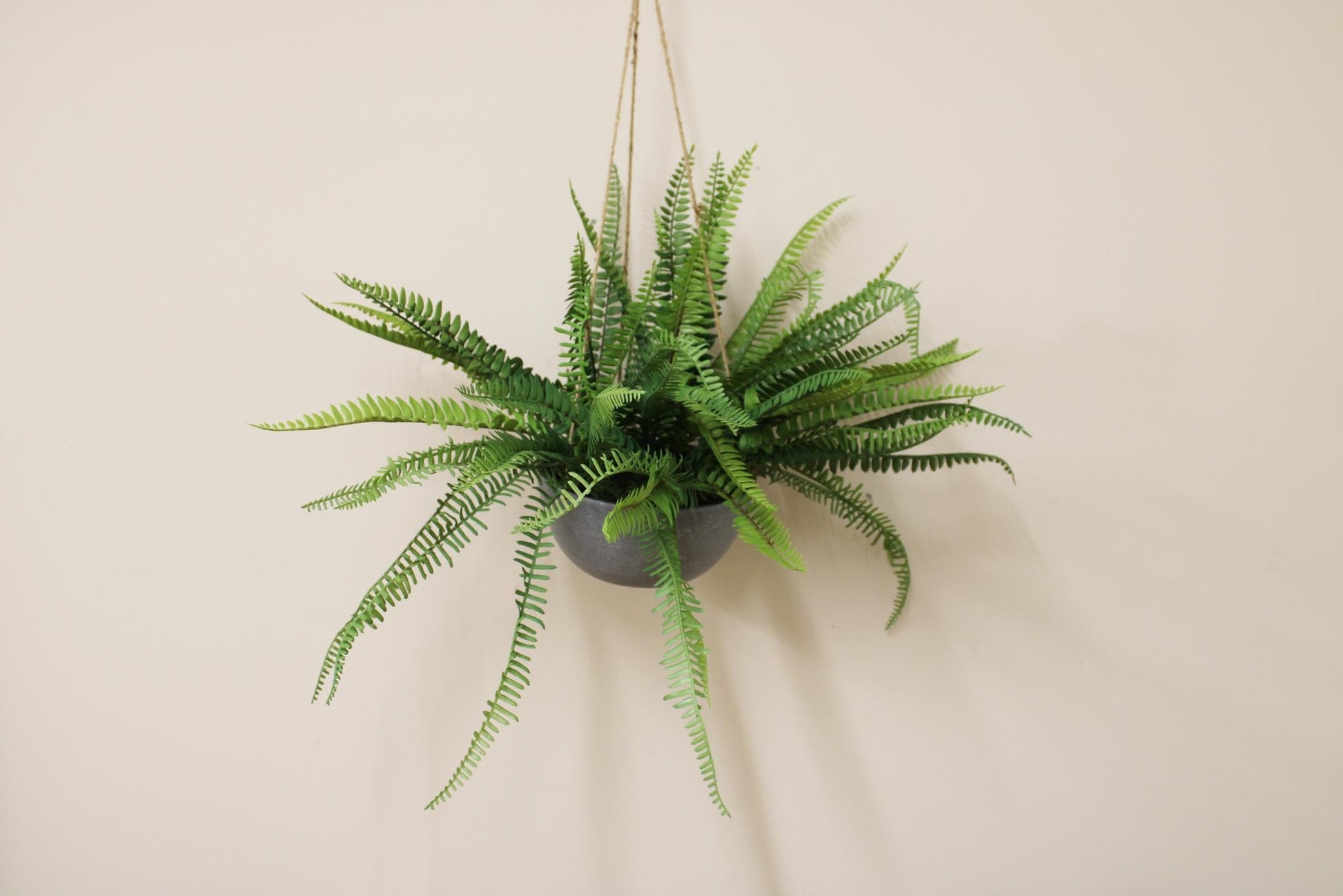 Hanging Fern In Pot-1