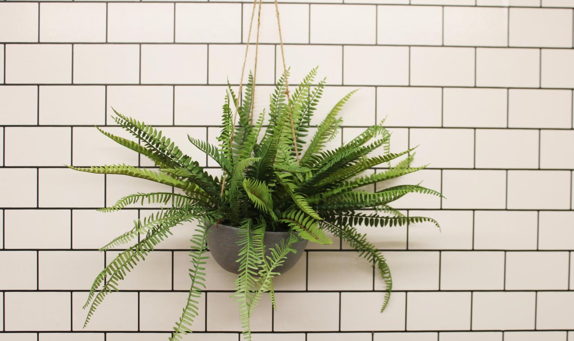 Hanging Fern In Pot-2