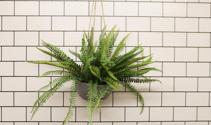 Hanging Fern In Pot-2